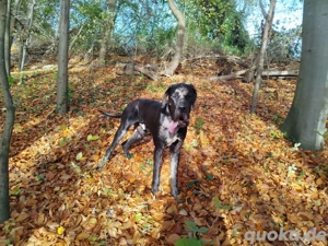 Deutsche Dogge Deckrüde 