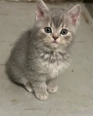 *   Britisch Kurzhaar Kitten   Süße Schmusebündel suchen ihre für immer Familie*