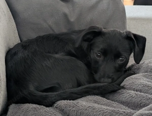 Pippilotta und ihre Geschwister suchen ihr Zuhause