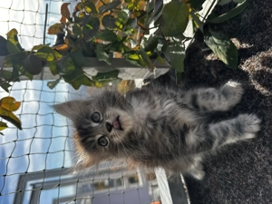 Wunderschöne Maine Coon Kätzchen   bereit für ihr neues Zuhause!