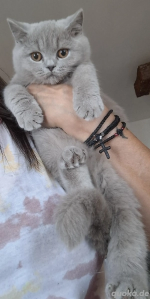 BKH Kitten abholbereit 