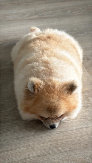 Pomeranian zu verkaufen   10 Monate alt, orange-weiß