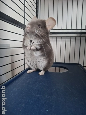 Sußes Chinchilla Männchen zu abgeben