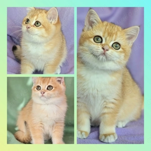 BKH-Kitten mit Stammbaum, Abgabebereit 