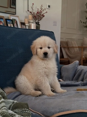 Golden Retriever-Welpen stammen von außergewöhnlichen, fürsorglichen und sanften Eltern
