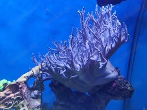 Meerwasseraquarium 150   60   60 cm   Komplettanlage mit Technik & Besatz