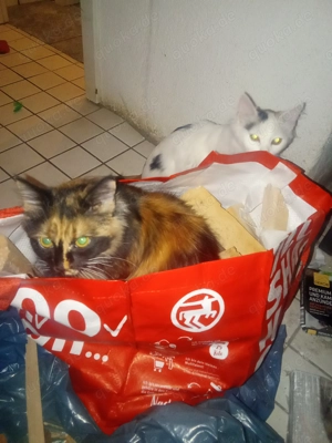 Katzen Schwestern suchen neues Zuhause 