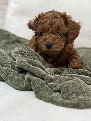 Pudel Teacup welpe 14 Wochen Bild 1