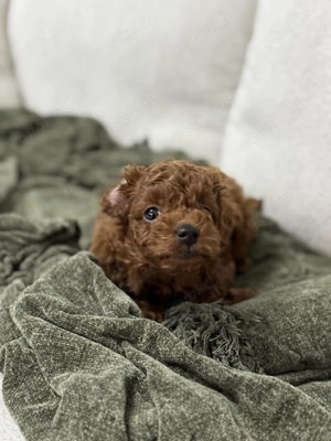 Pudel Teacup welpe 14 Wochen Bild 2