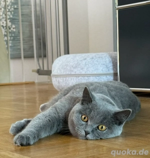 reinrassig BKH Kitten blue graues Mädchen stubenrein Bild 3