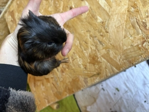 Meerschweinchen Baby