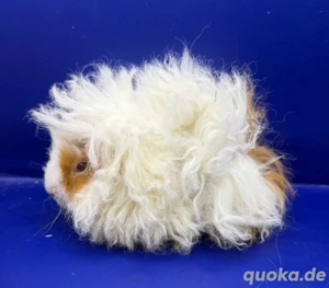 Lunkarya Weibchen, 8 Wochen alt