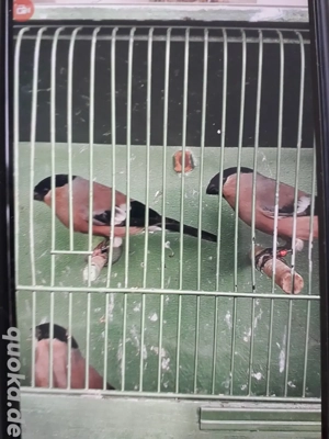 europäische Dompfaff Vögel 