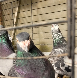 Brieftauben verschiedene farbe. 