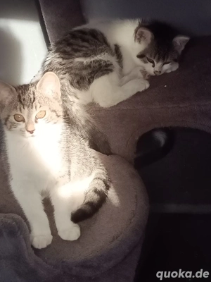 Main-Coon Mix Katzen Baby"s 3 Stück  