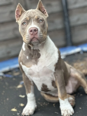 American Bully Pocket  Bild 2