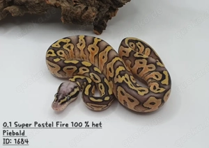 Wunderschöne Königspythons zur Abgabe...