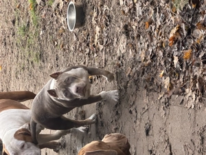 American Bully Pocket  Bild 3