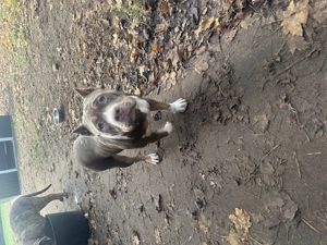 American Bully Pocket  Bild 4