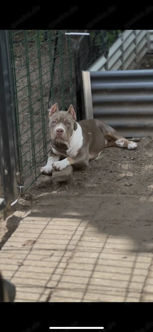 American Bully Pocket  Bild 5