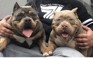 American Bully Pocket  Bild 6