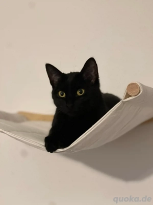 Katzendame sucht ein schönes Zuhause 