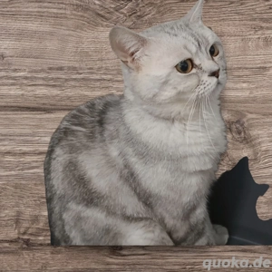 Britisch kurzhaar Deckkater  Bild 4