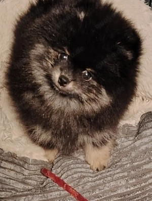 Pomerania Zwergspitz Reinrassig!