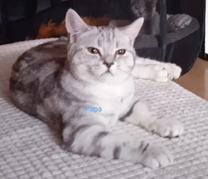 ** Britisch Kurzhaar Deckkater **