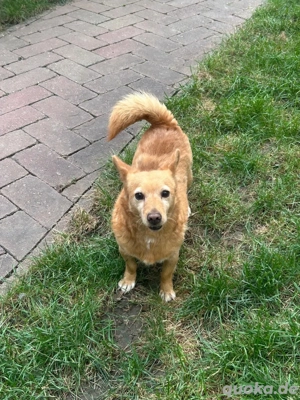 Hunde Omi hofft auf ein Zuhause 