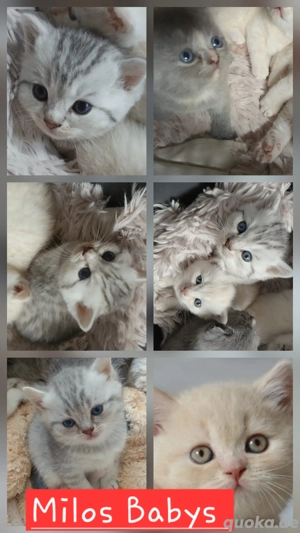 Britisch kurzhaar Deckkater  Bild 5