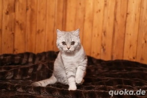Reinrassige BKH Britisch Kurzhaar Kitten