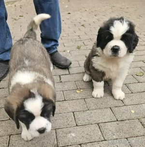 Reinrassige Bernhardiner Welpen 