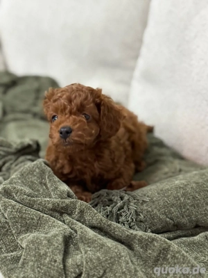 Pudel Teacup welpe 14 Wochen Bild 3