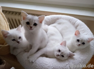 Britisch Kurzhaar Kitten 