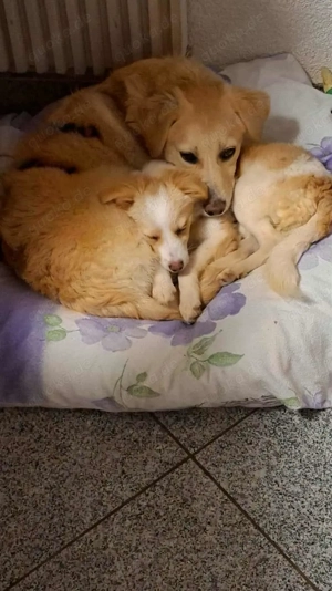 Hübsche Meggy-  auf Pflegestelle!