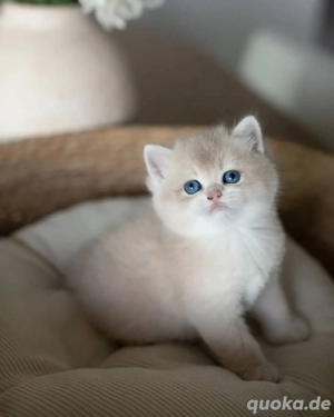 Britisch Kurzhaar-Kätzchen