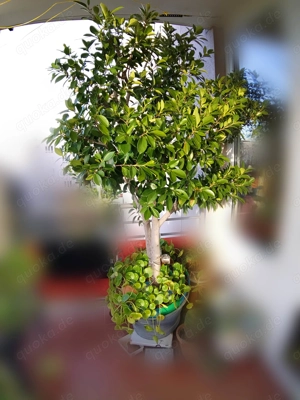 Ficus  Bäumchen ähnlich rubiginosa oder microcarpa 2 m hoch