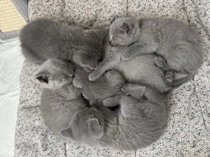 BKH Britisch Kurzhaar Kitten (Blue)
