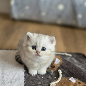 Bkh Kitten vom Züchter mit Stammbaum