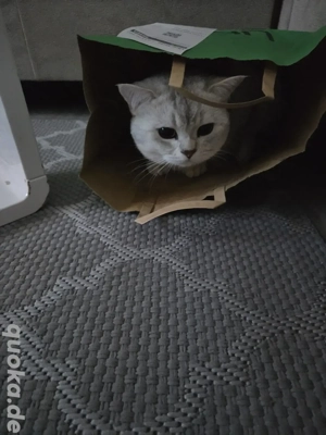 Deckkater Britisch Kurzhaar   Silber Shaded  2 Jahre  Bild 2