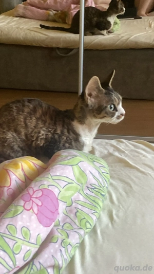 Ich suche einen Devon Rex Kater zum Decken 