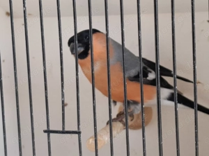 Europäischer Dompfaff 