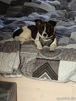 Jack Russel mix Welpe 