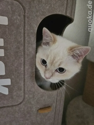BKH Kater jung Bicolor Point 