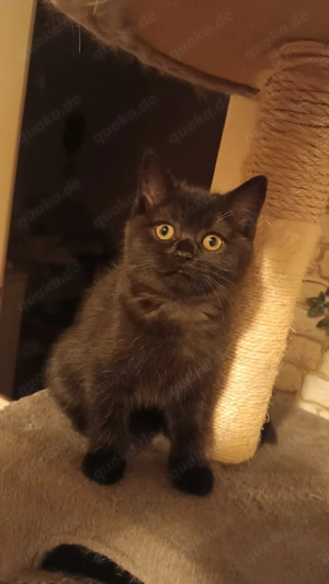 BKH Kitten zum Verkaufen !