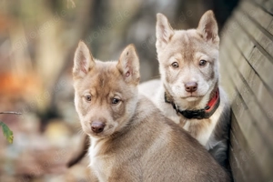 (FCI VDH) SIBERIAN HUSKY Welpen aus kontrollierter Leistungszucht