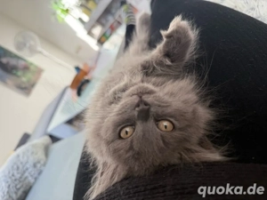 Britisch Langhaarkatze 
