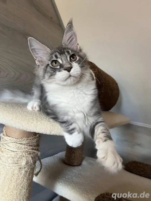 Reinrassige Maine-Coon-Kätzchen