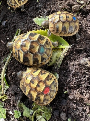 Griechische Landschildkröte